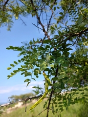 Diphysa suberosa