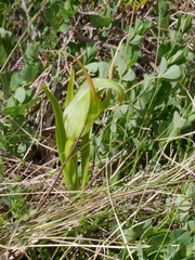 Pterostylis patens