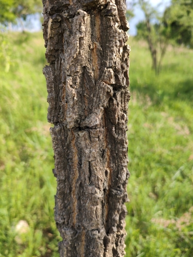 Diphysa suberosa, photograph 2