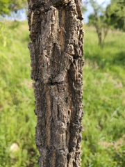 Diphysa suberosa, photograph (c) Abraham Sánchez Romero, some rights reserved (CC BY)