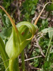 Pterostylis patens