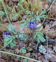 Schistophragma intermedium