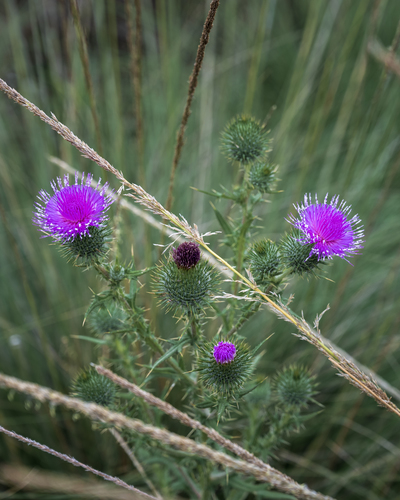 iNaturalist observation photo of Bull Thistle