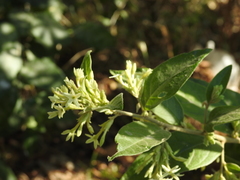 Cestrum strigilatum