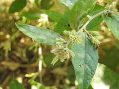 Cestrum strigilatum