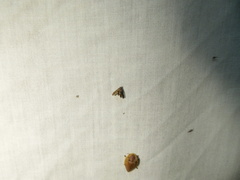 Cryptocosma perlalis