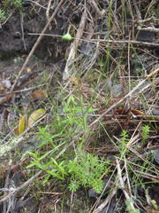 Cotula discolor