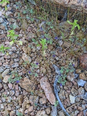 Schistophragma intermedium