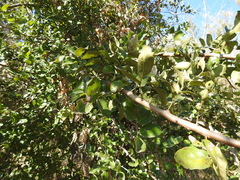 Phyllanthus chacoensis