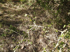 Phyllanthus chacoensis