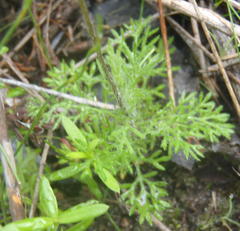 Cotula discolor