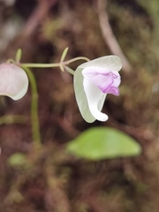 Utricularia jamesoniana