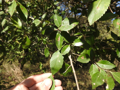 Image of Xylosma venosa by (c) Leonel Roget, some rights reserved (CC BY)