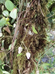 Utricularia jamesoniana