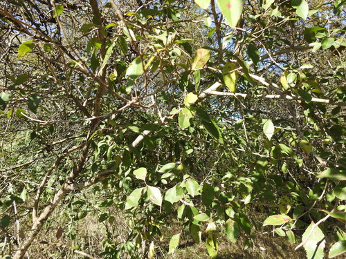 Image of Xylosma venosa by (c) Leonel Roget, some rights reserved (CC BY)