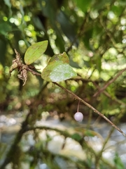 Sphyrospermum buxifolium