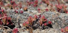 Crassula dependens