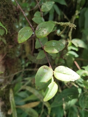 Sphyrospermum buxifolium