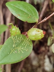Sphyrospermum buxifolium
