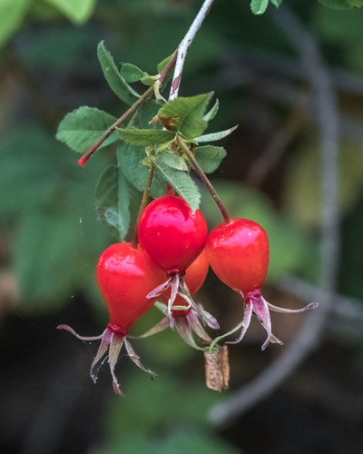 iNaturalist observation photo of California Wild Rose