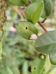 Anthurium scandens
