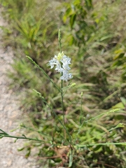 Oenothera glaucifolia