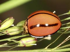 Declivitata olivieri