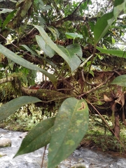 Anthurium gracile