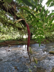 Anthurium gracile