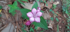 Spigelia scabrella