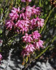 Erica interrupta