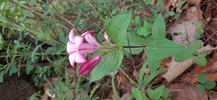 Spigelia scabrella