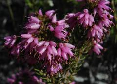 Erica interrupta