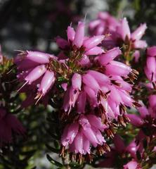 Erica interrupta