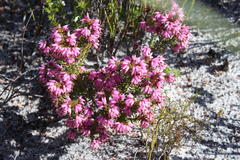 Erica interrupta