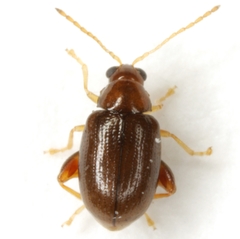 Glyptina brunnea