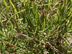 Kalmia microphylla occidentalis