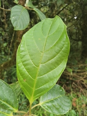 Tetrorchidium euryphyllum image