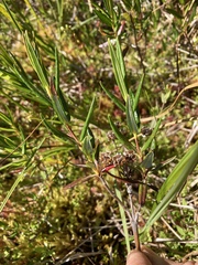 Kalmia microphylla occidentalis
