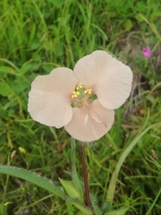 Commelina scabra