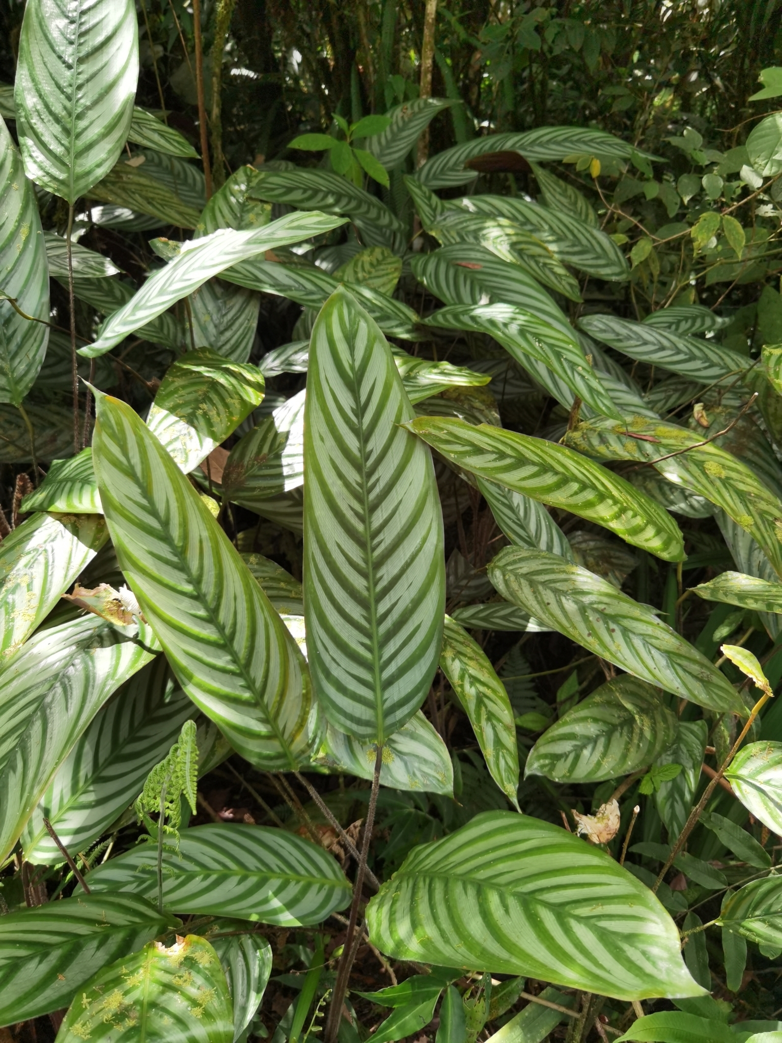 Imagem de Maranta