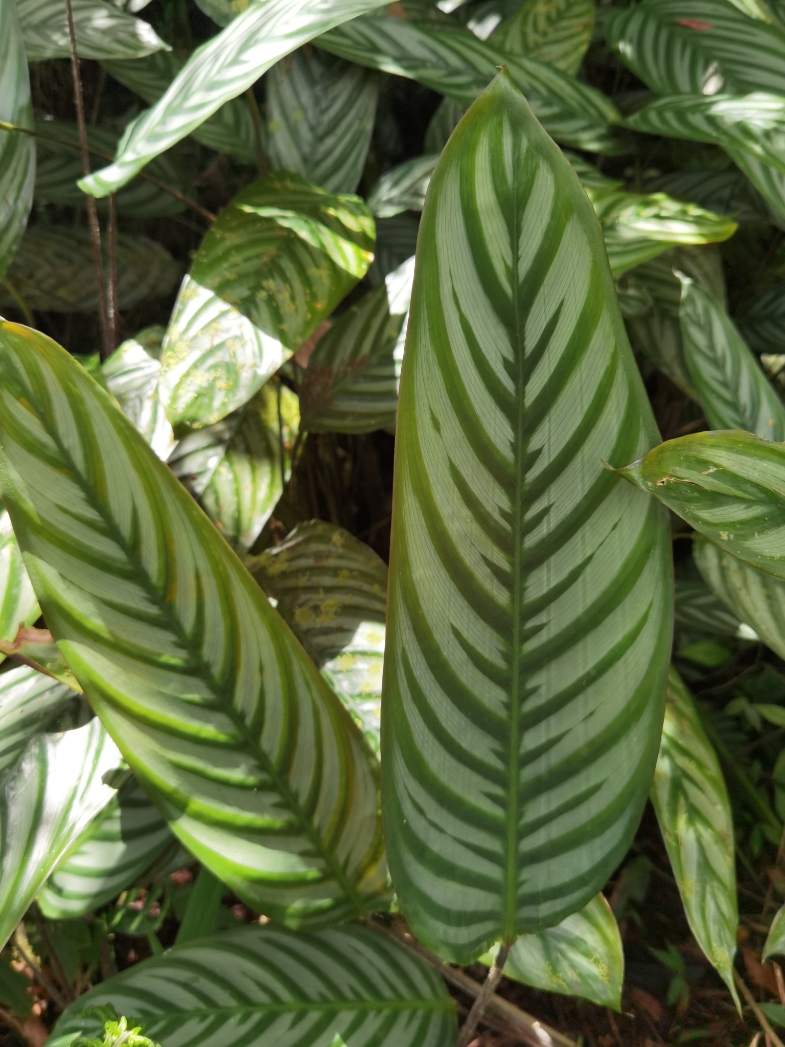 Imagem de Maranta