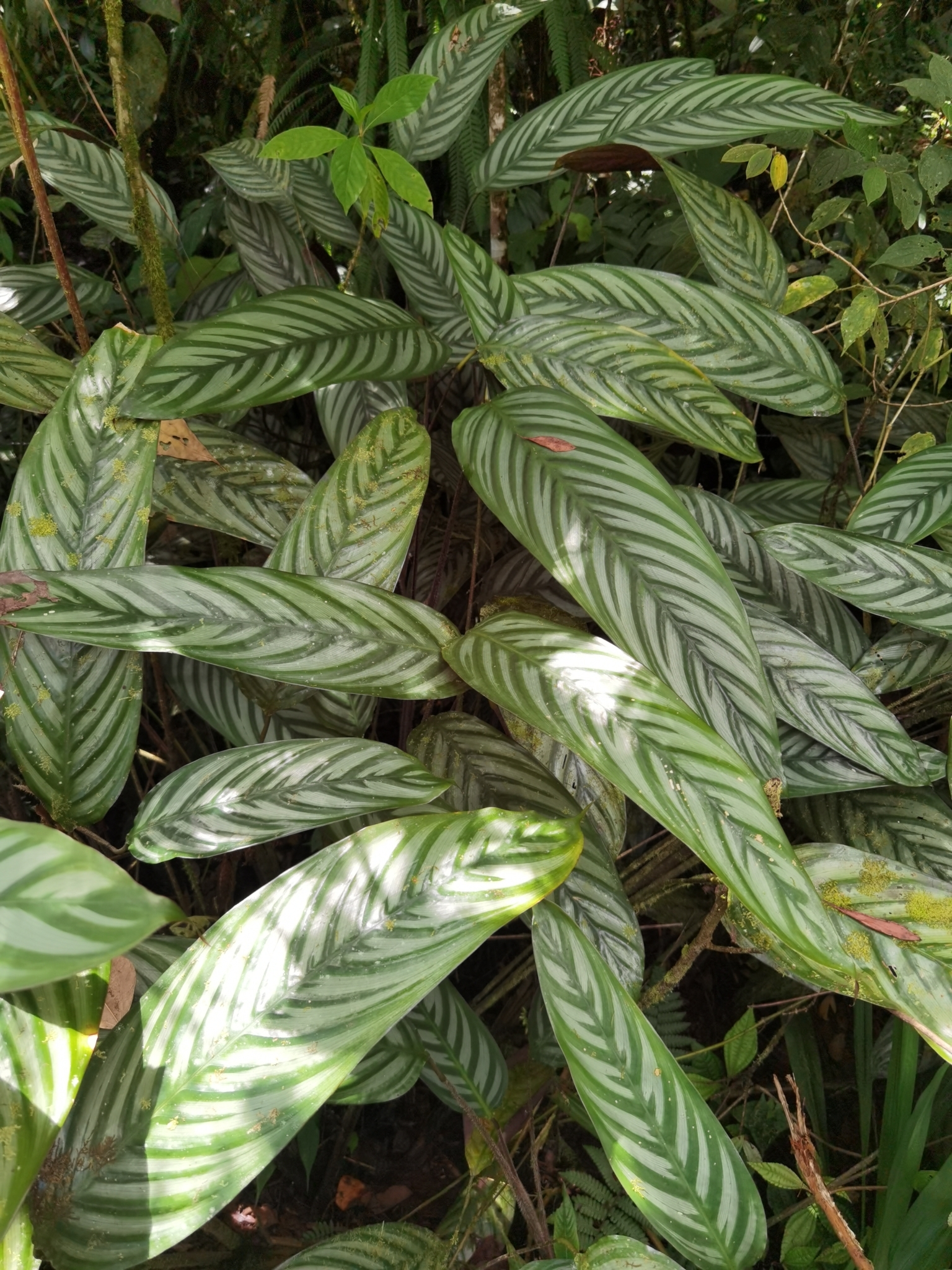 Imagem de Maranta