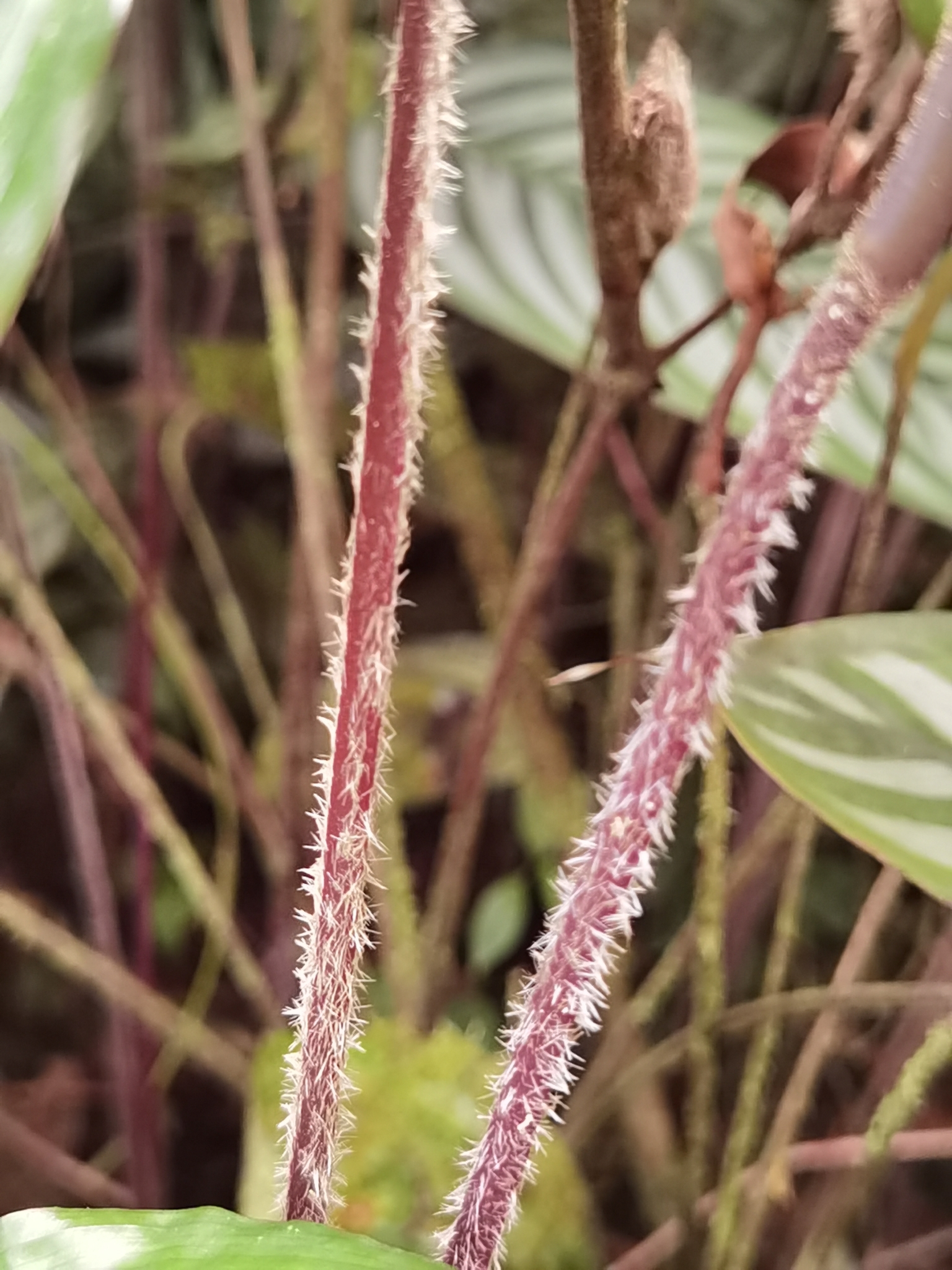 Imagem de Maranta