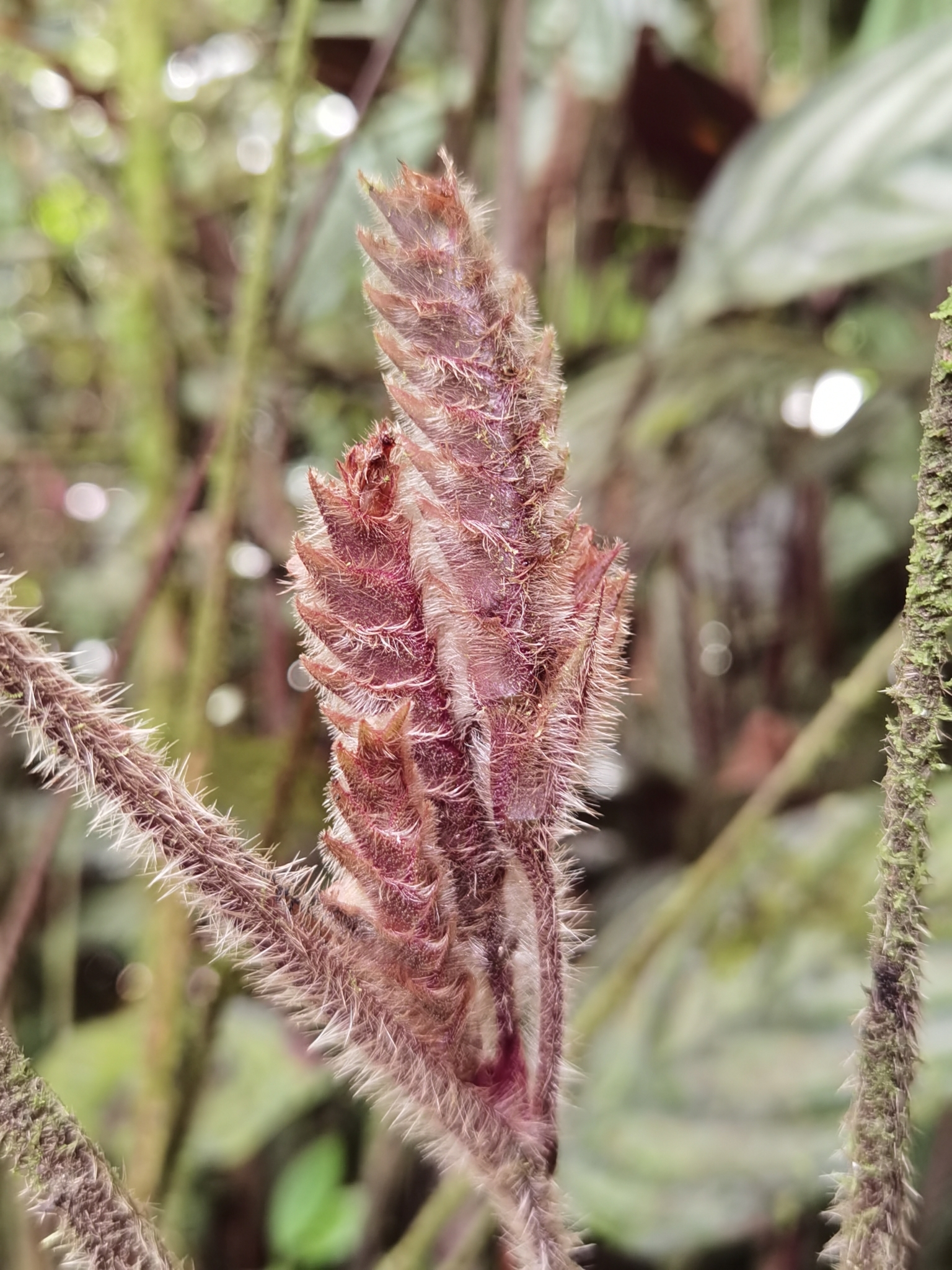 Imagem de Maranta