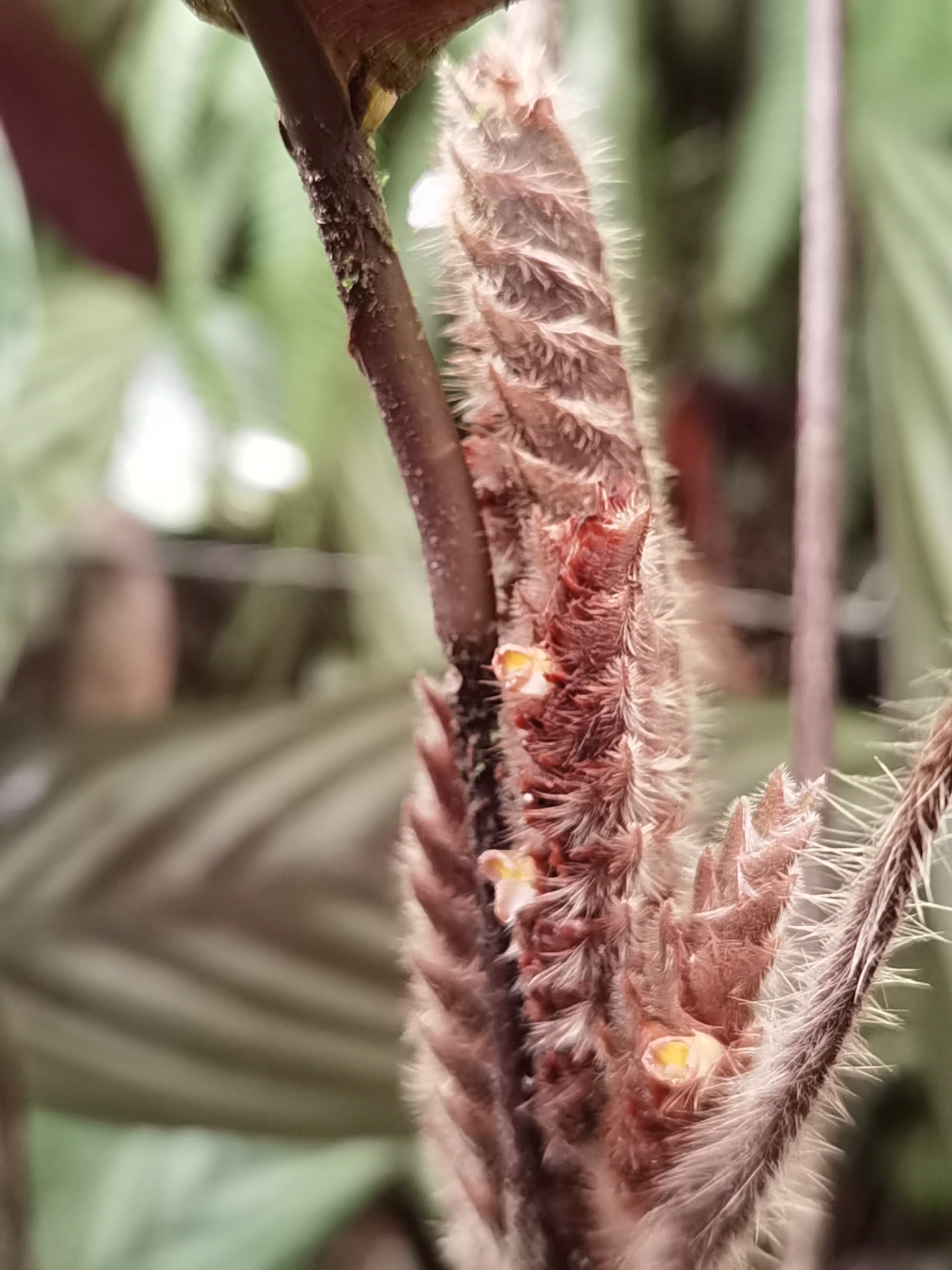 Imagem de Maranta