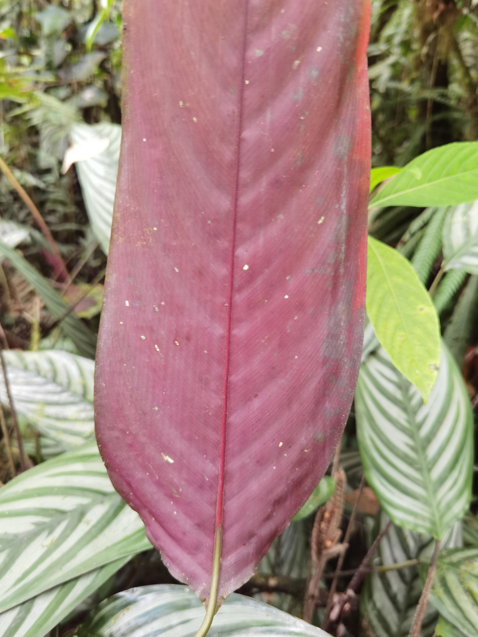Imagem de Maranta
