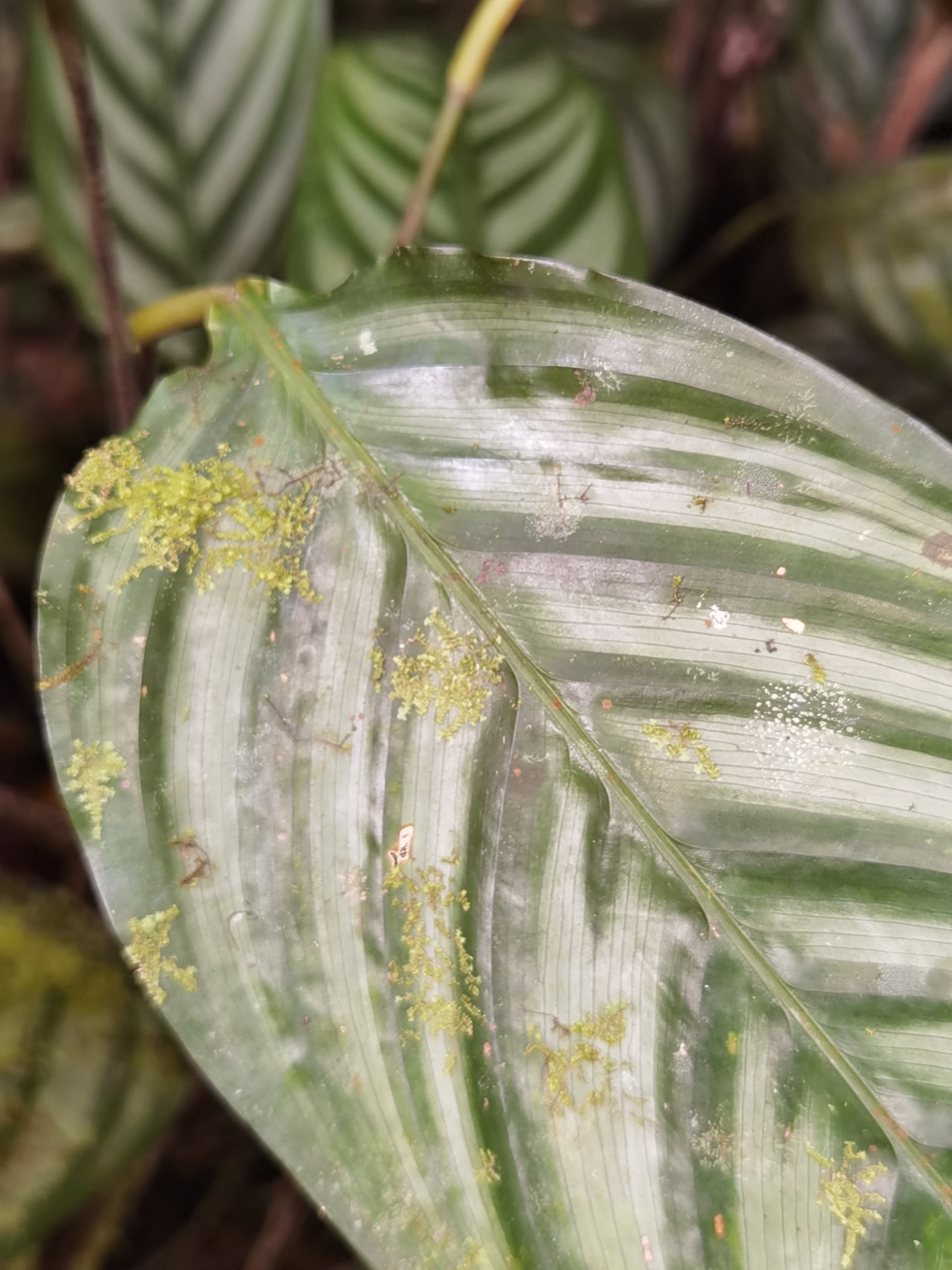 Imagem de Maranta