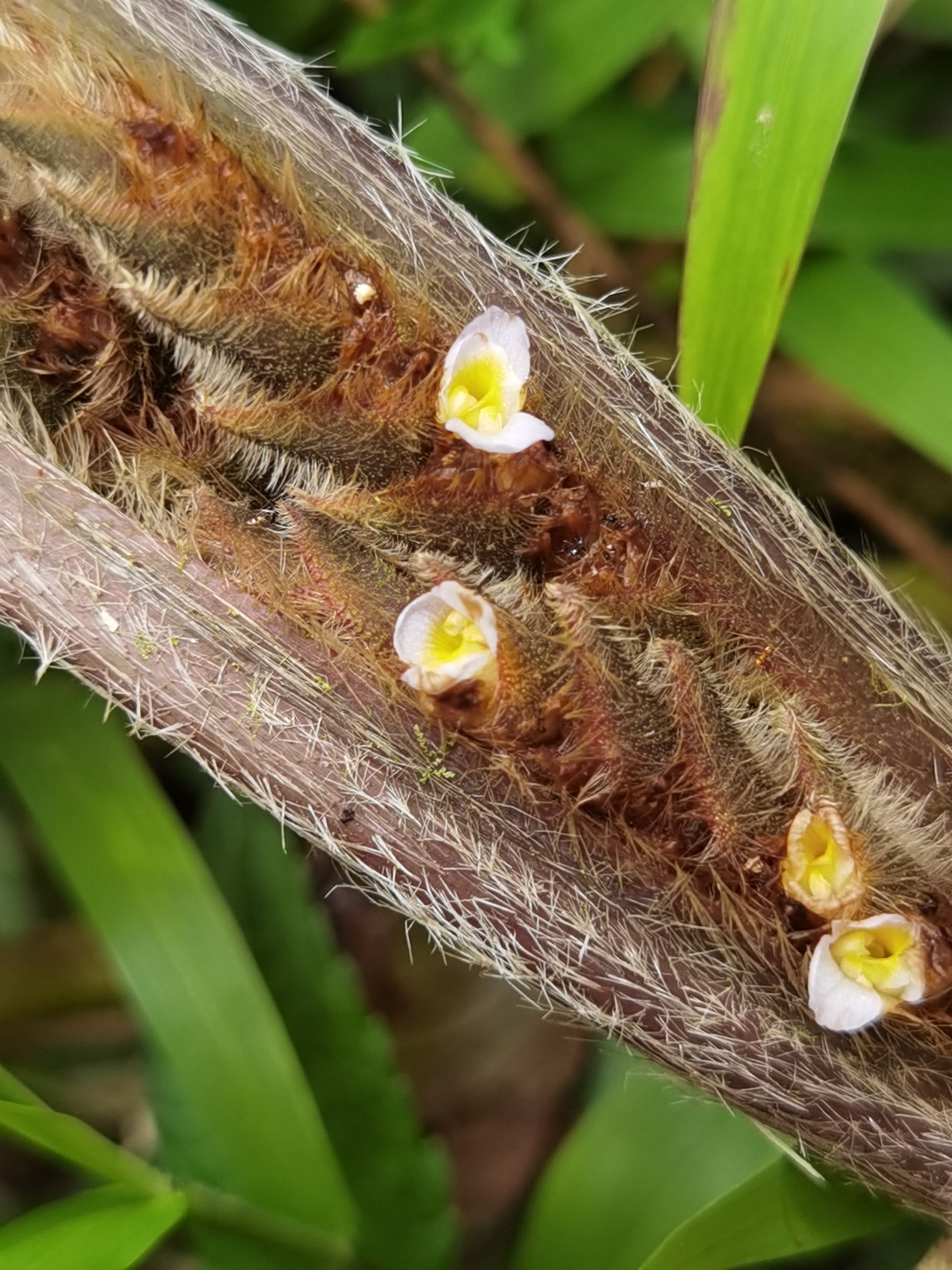 Imagem de Maranta