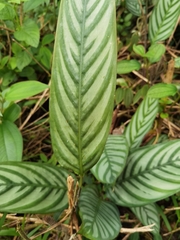 Ctenanthe